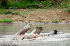 Flusspferd (88 von 104).jpg